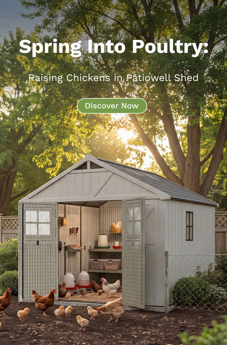 Raising chickens in Patiowell sheds